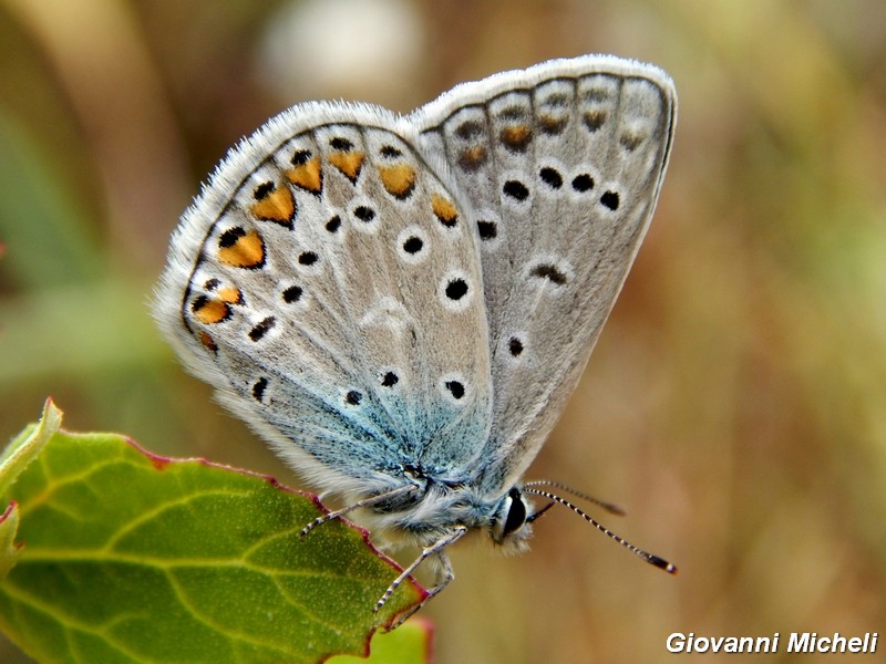 Polyommatus icarus in gruppo